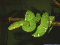 Serpent Animal Totems